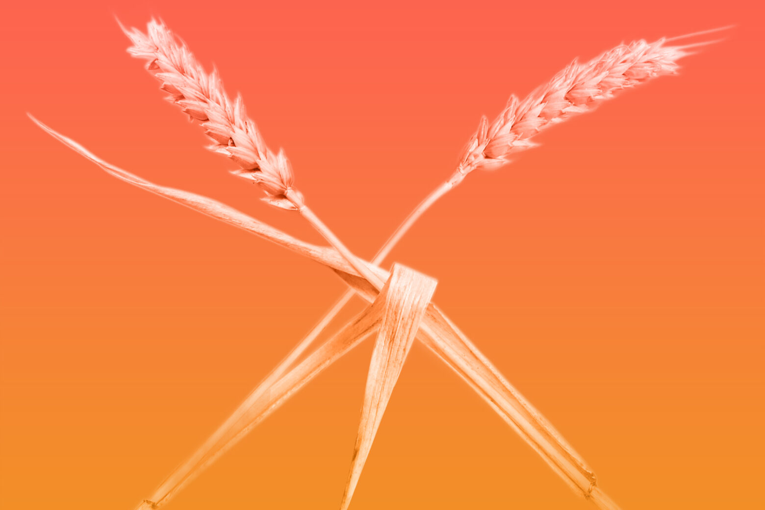 Two stalks of wheat making an X shape