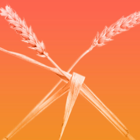 Two stalks of wheat making an X shape