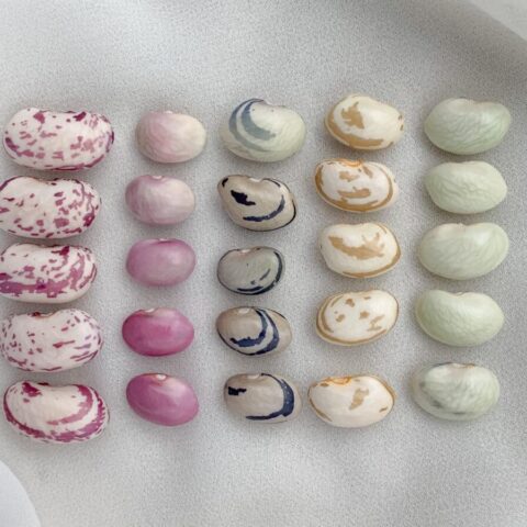 Various colored beans on a sheer white cloth