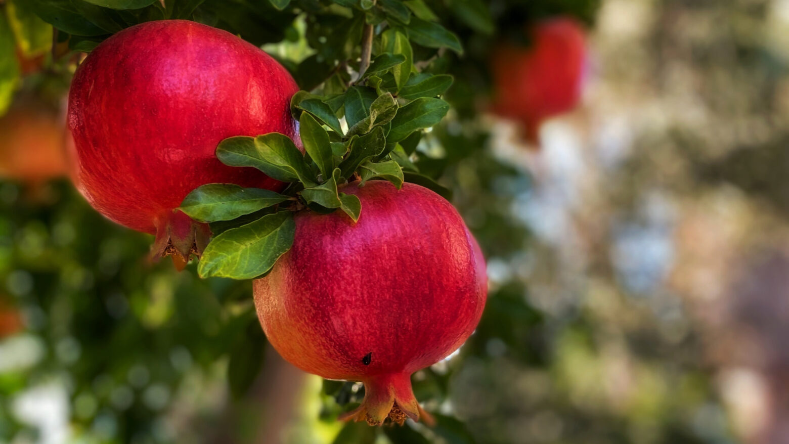 Two ripe pomegranates hang from a tree.