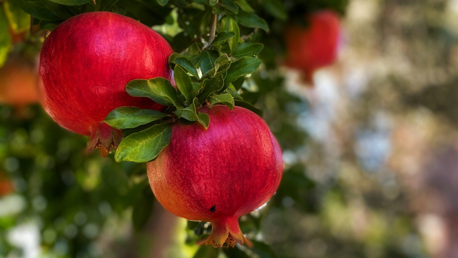 How Healthy Are Pomegranates The Paleo Diet