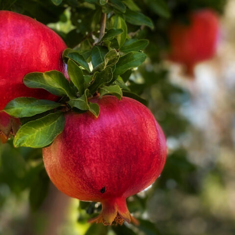 Two ripe pomegranates hang from a tree.