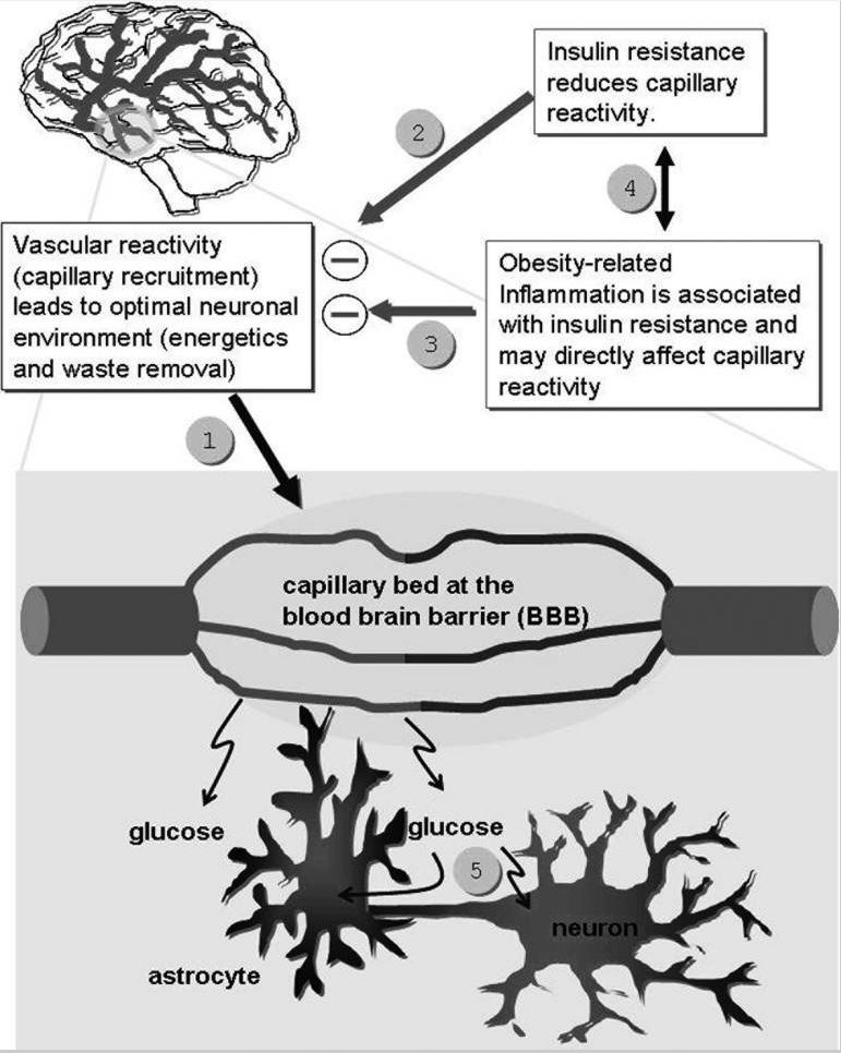 Hypothesized Brain Vascuar Reactivity