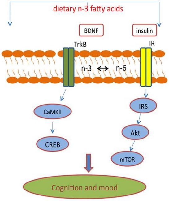 Metabolic Syndrome Diagram 4