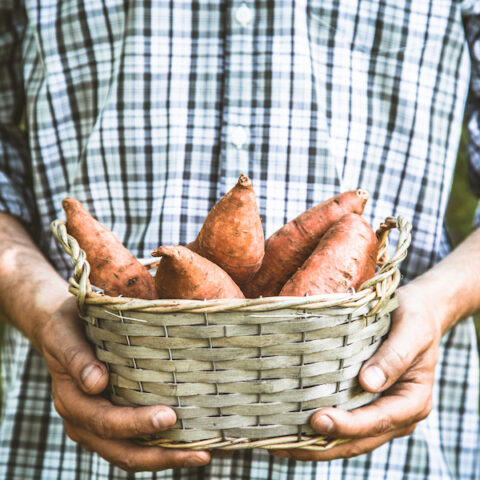 Hands holding a basket of sweet potatoes.