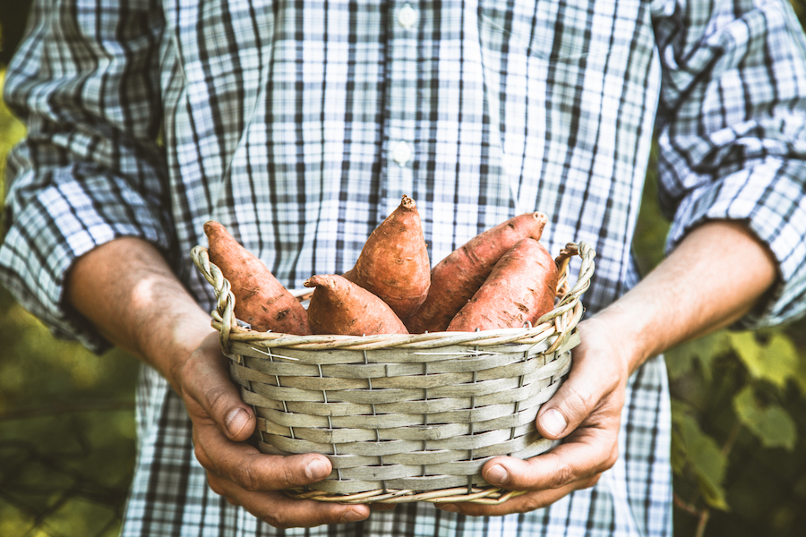 How To Tell If A Sweet Potato Is Bad? (And what the WHITE stuff means)