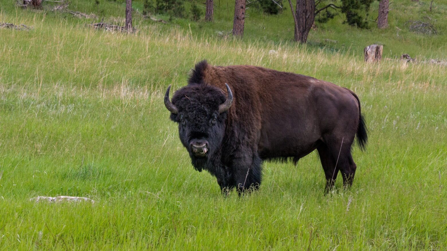 Pemmican made from wild game like this bison were a staple food of Plains Indians and many Native American cultures