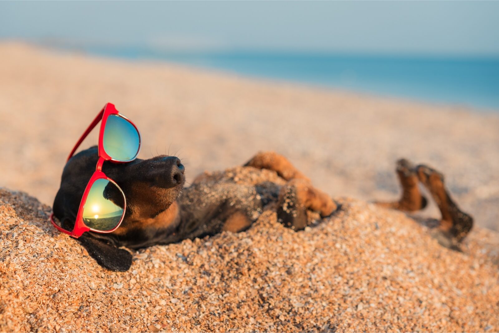 A dog lounges on a sandy beach, wearing sunglasses