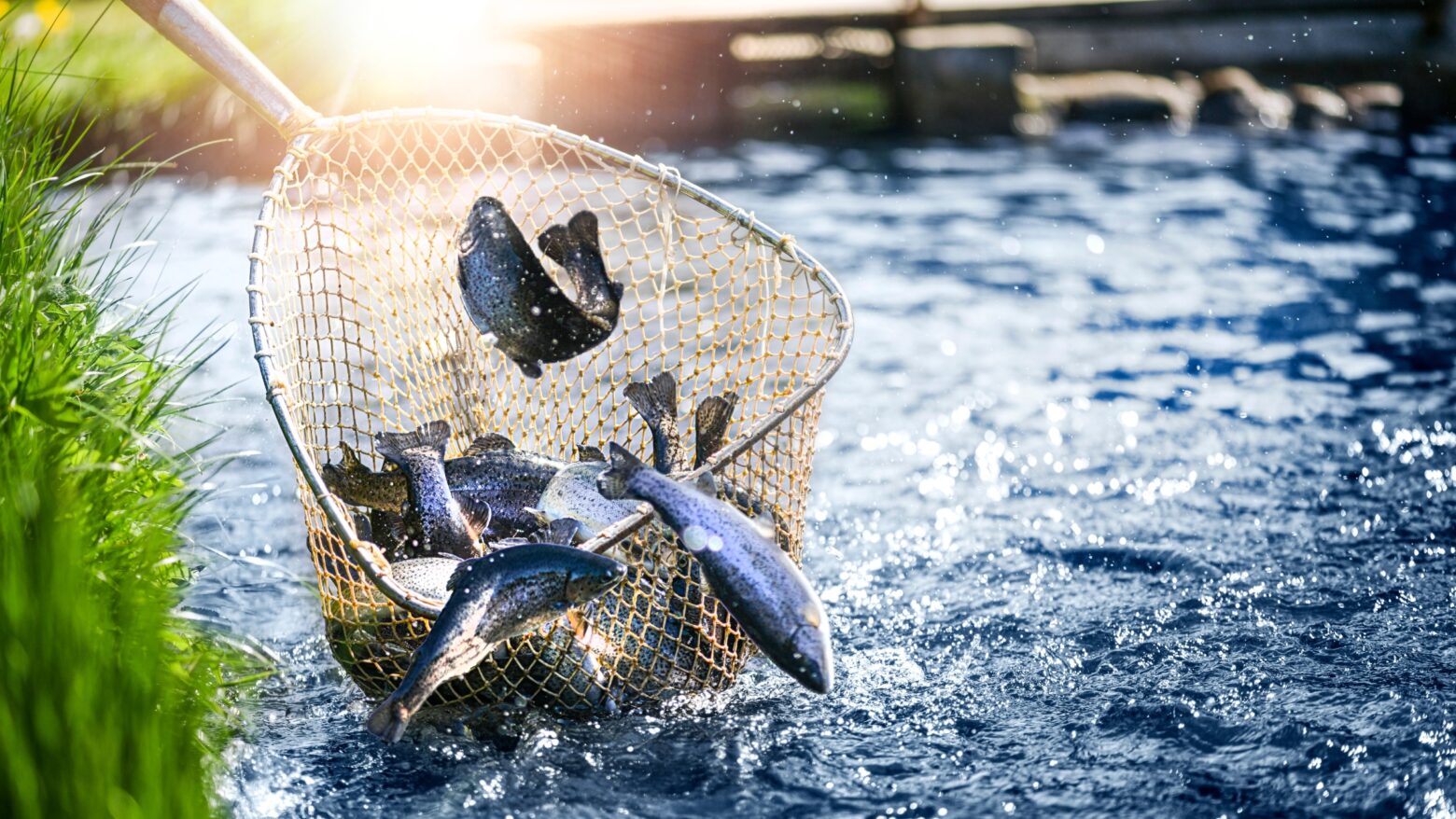 Trout jumping out of a fishing net