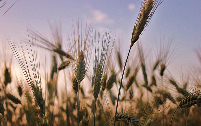 Close-up of wheat stalks at sunset