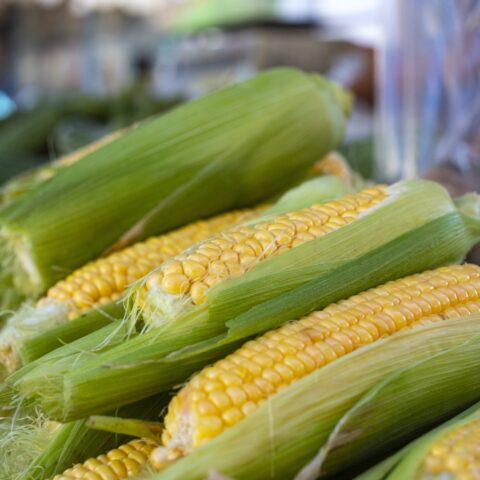 A stack sweet corn in their husks.