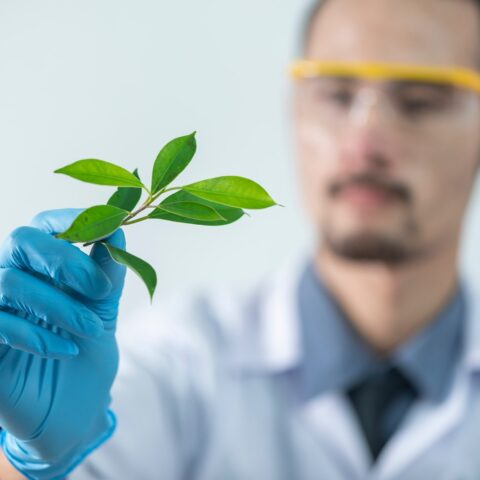 scientist examining a plant