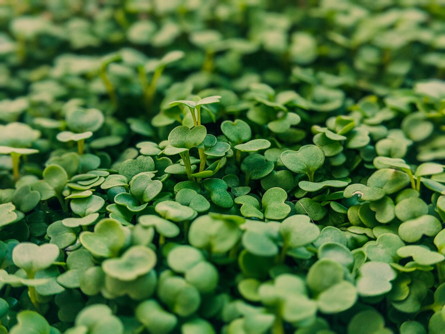 arugula microgreens