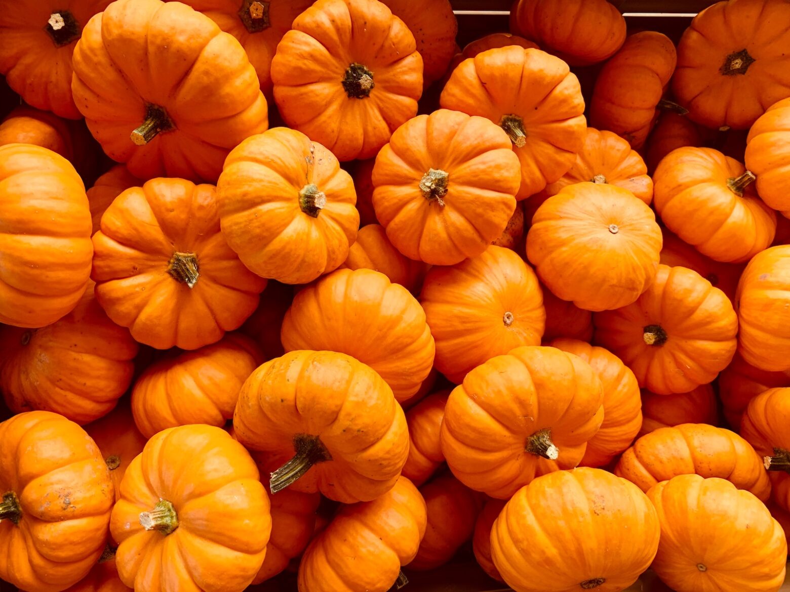 A batch of tiny pumpkins. We love autumn flavors. Check out our healthy fall recipes.