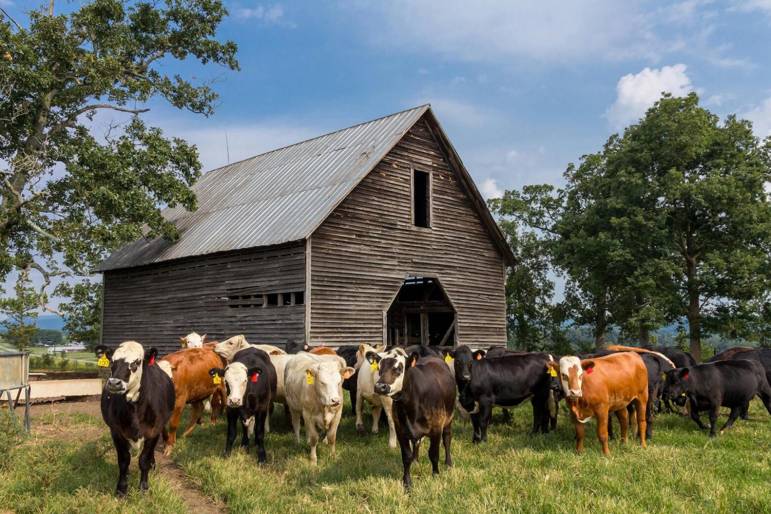 cows on the farm with a barn