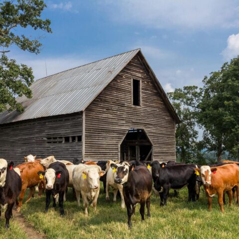 cows on the farm with a barn
