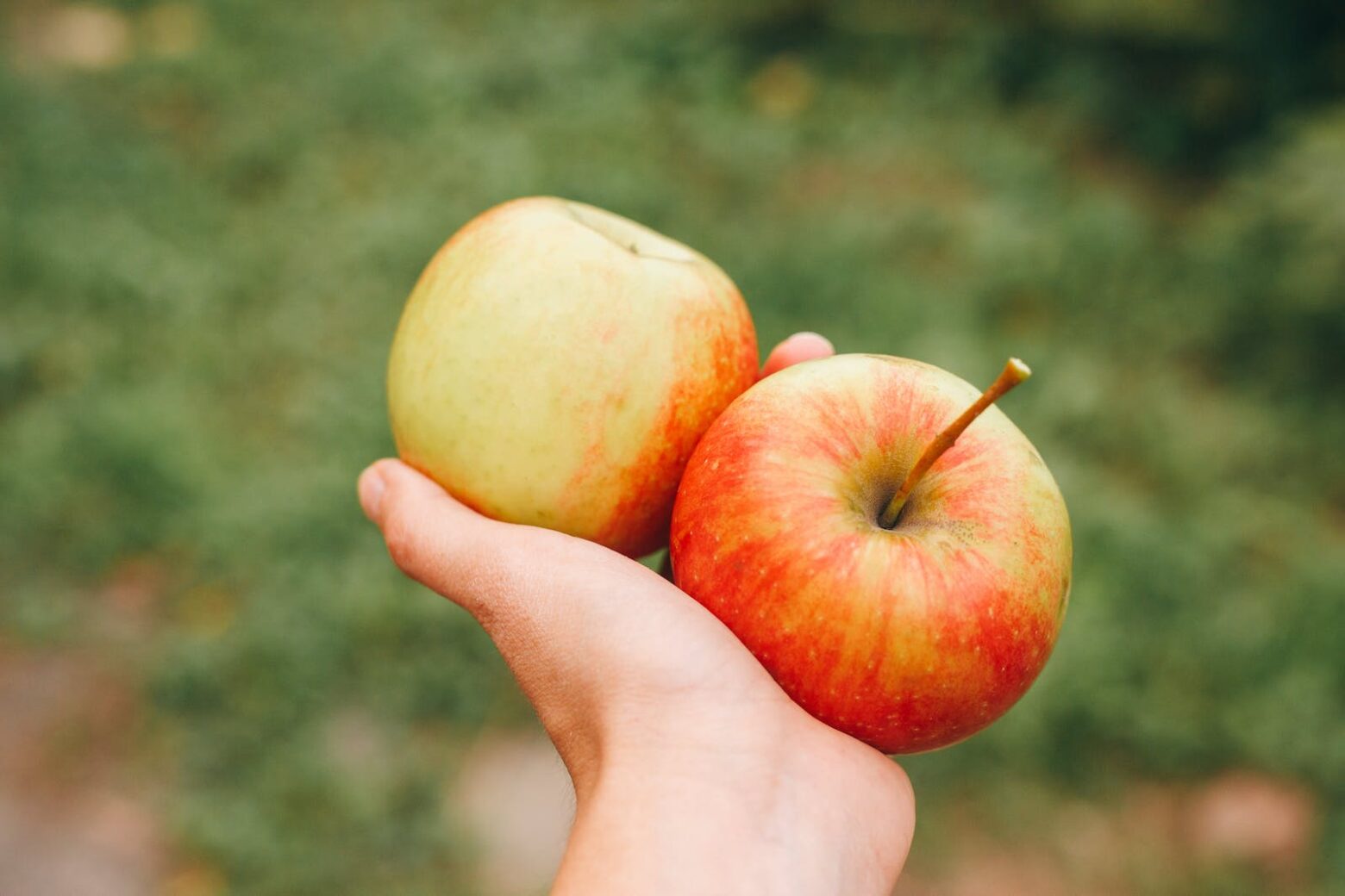 person holding two apple in their hand