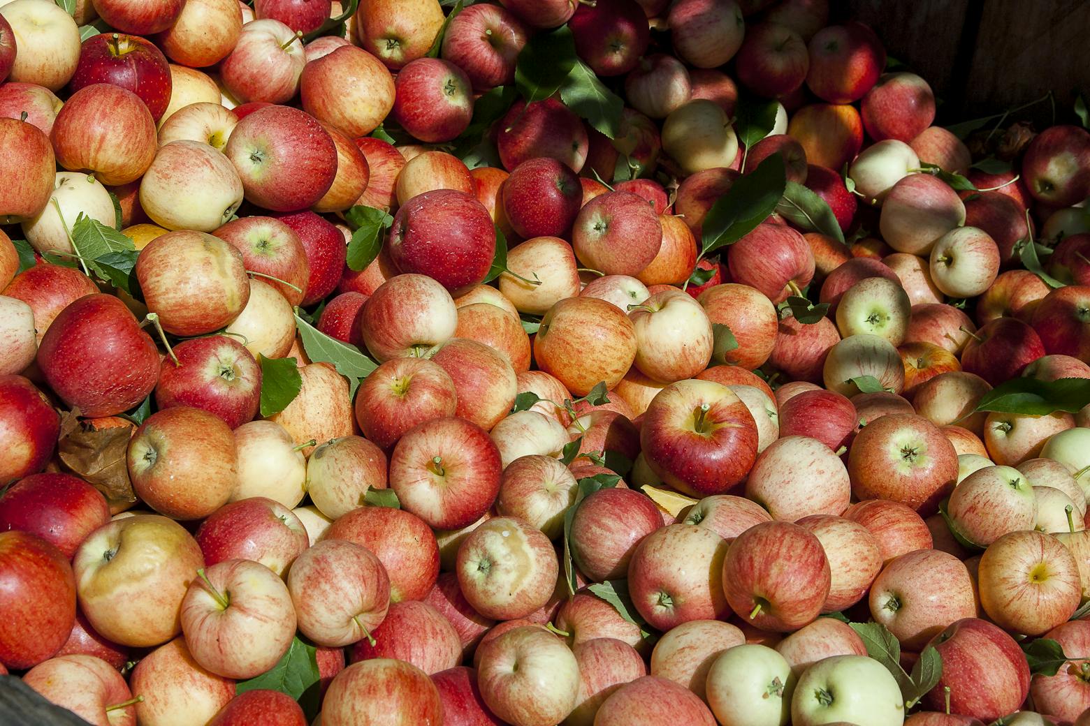 Red, green, and yellow apples.