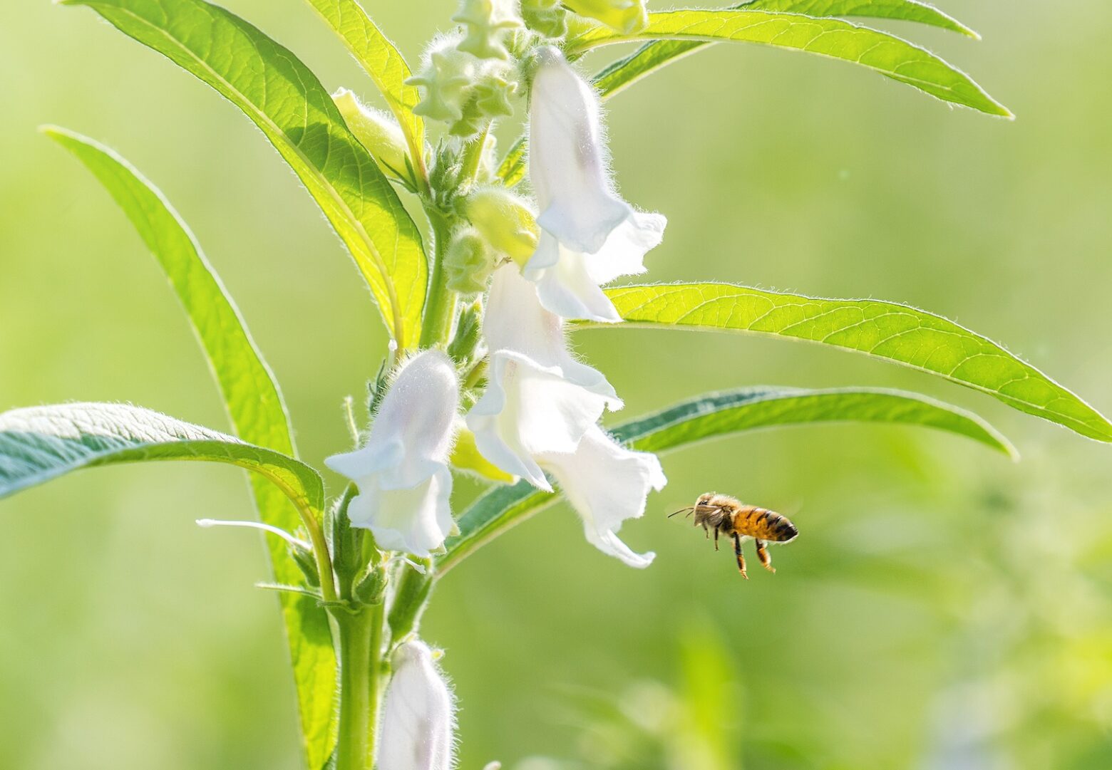 A bee flies toward a sesame flower