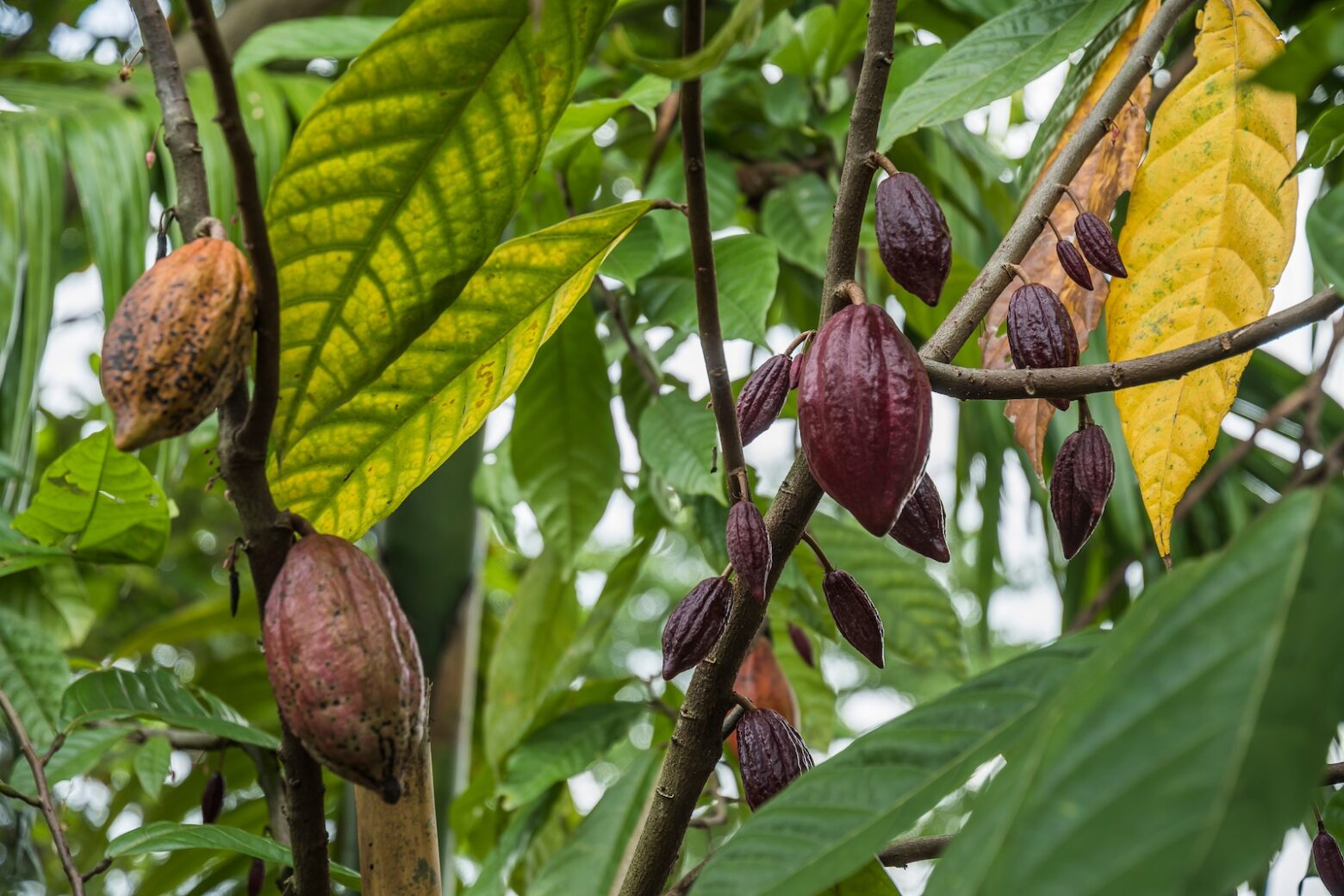 Cacao beans hanging on a tree