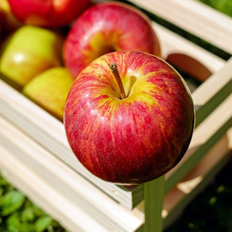 Apples in a basket.