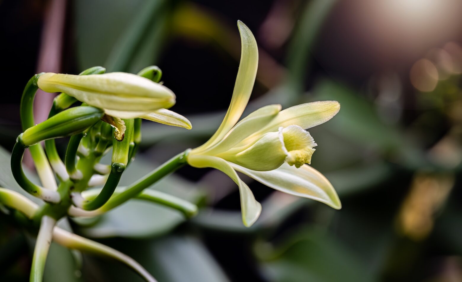 vanilla plant