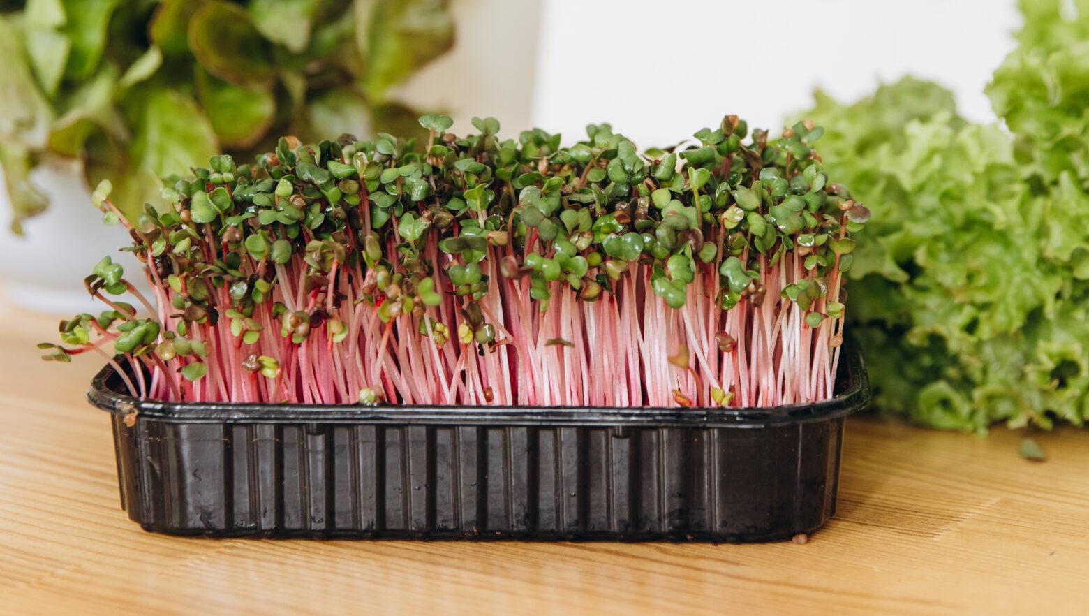 Kale-Microgreens