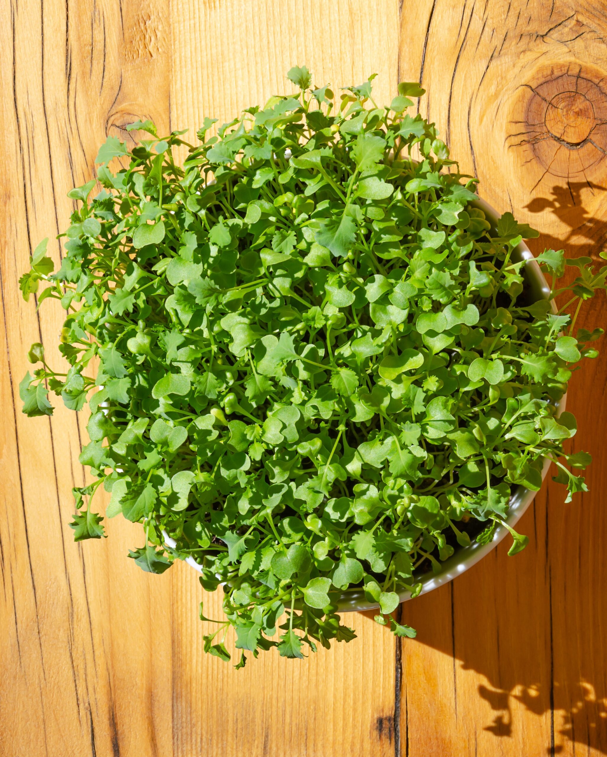 kale microgreens in a bowl on a wooden table