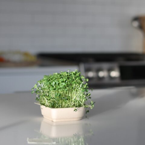 kale microgreens on countertop