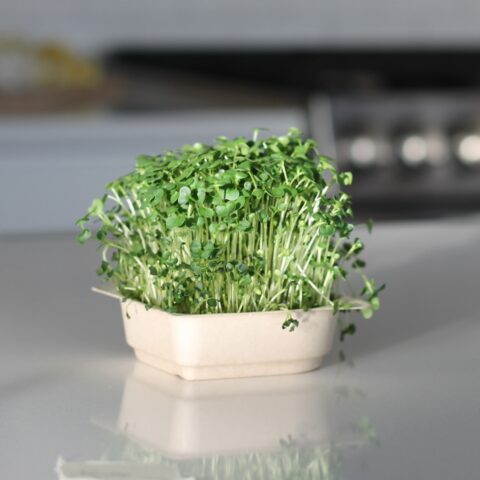 kale microgreens on countertop