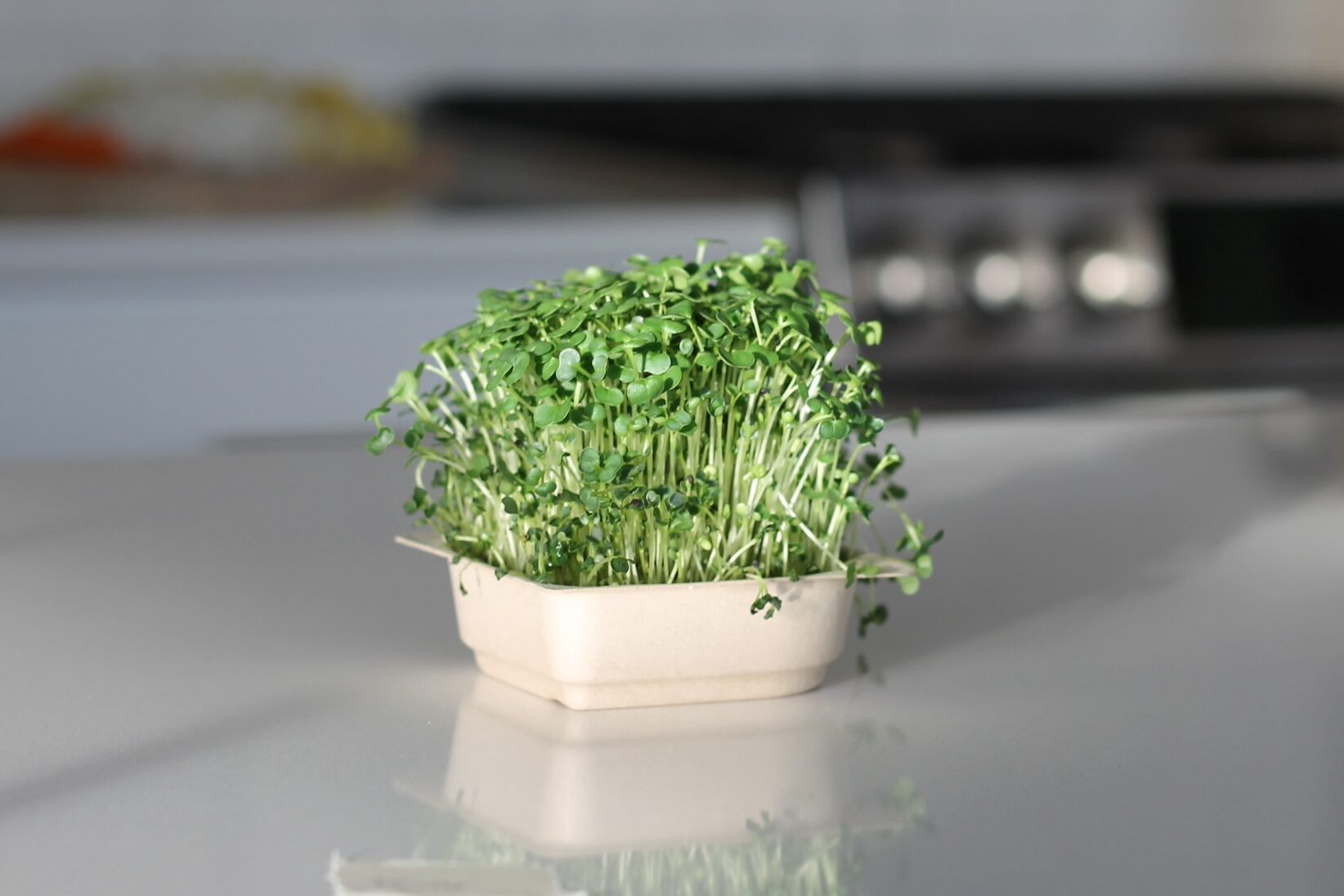 kale microgreens on countertop