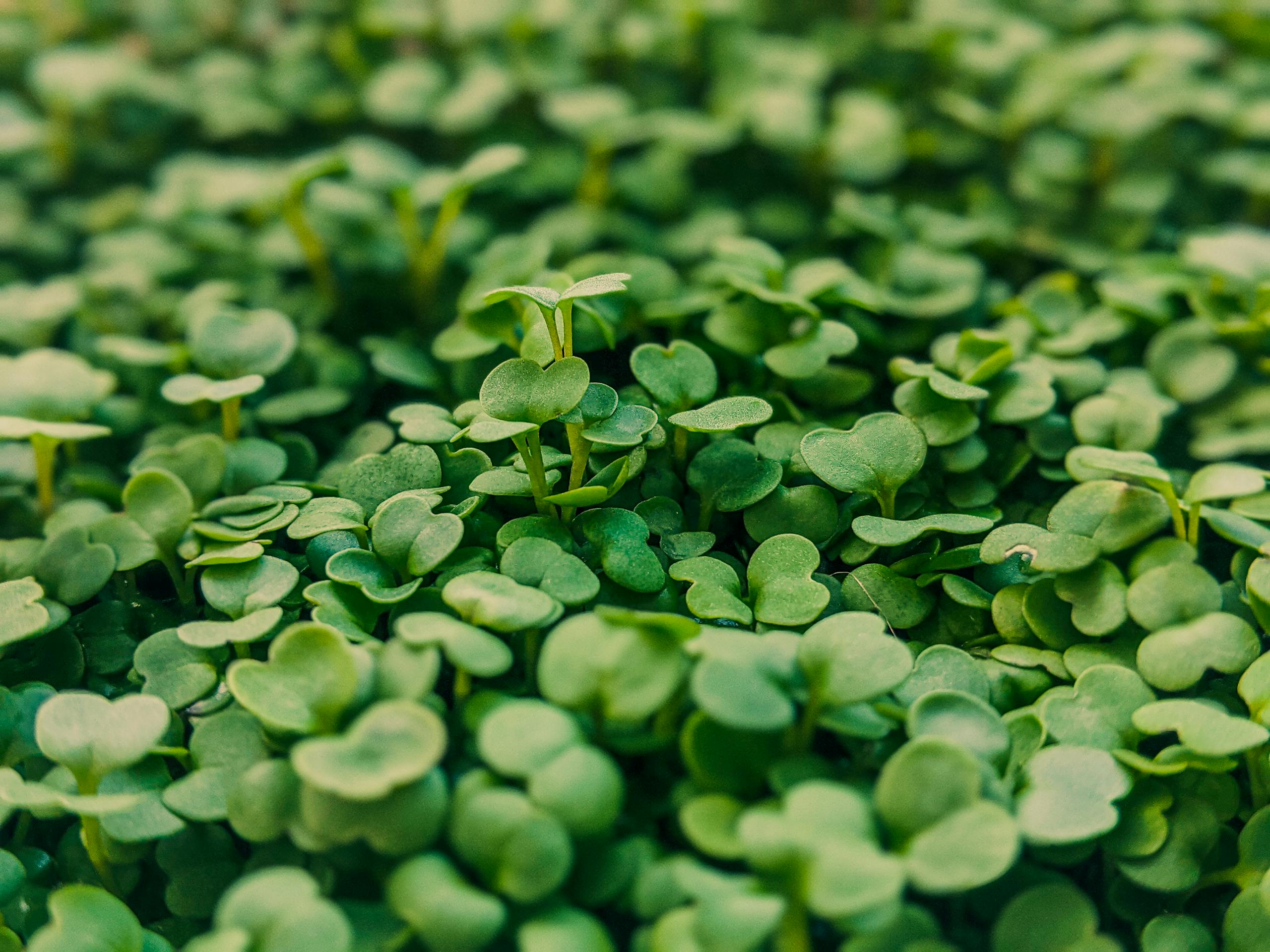 Lush bush with abundance of fresh organic microgreens with small leaves growing in garden on blurred background in rural area