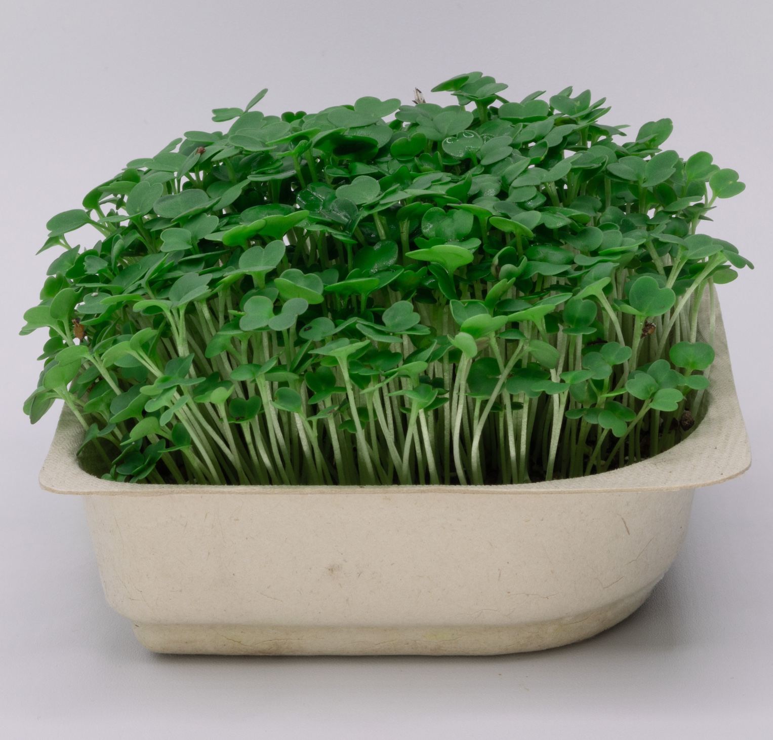 Arugula Microgreens