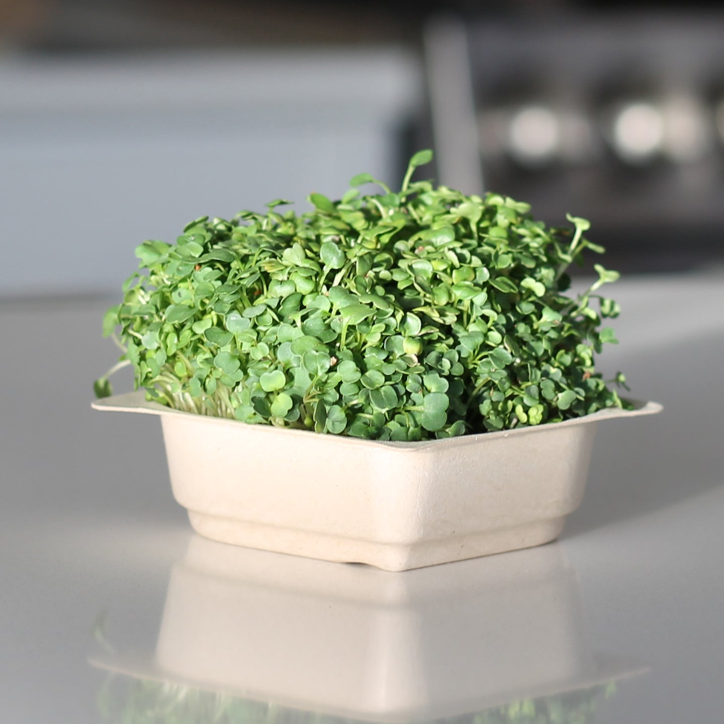 Arugula microgreen tray on counter