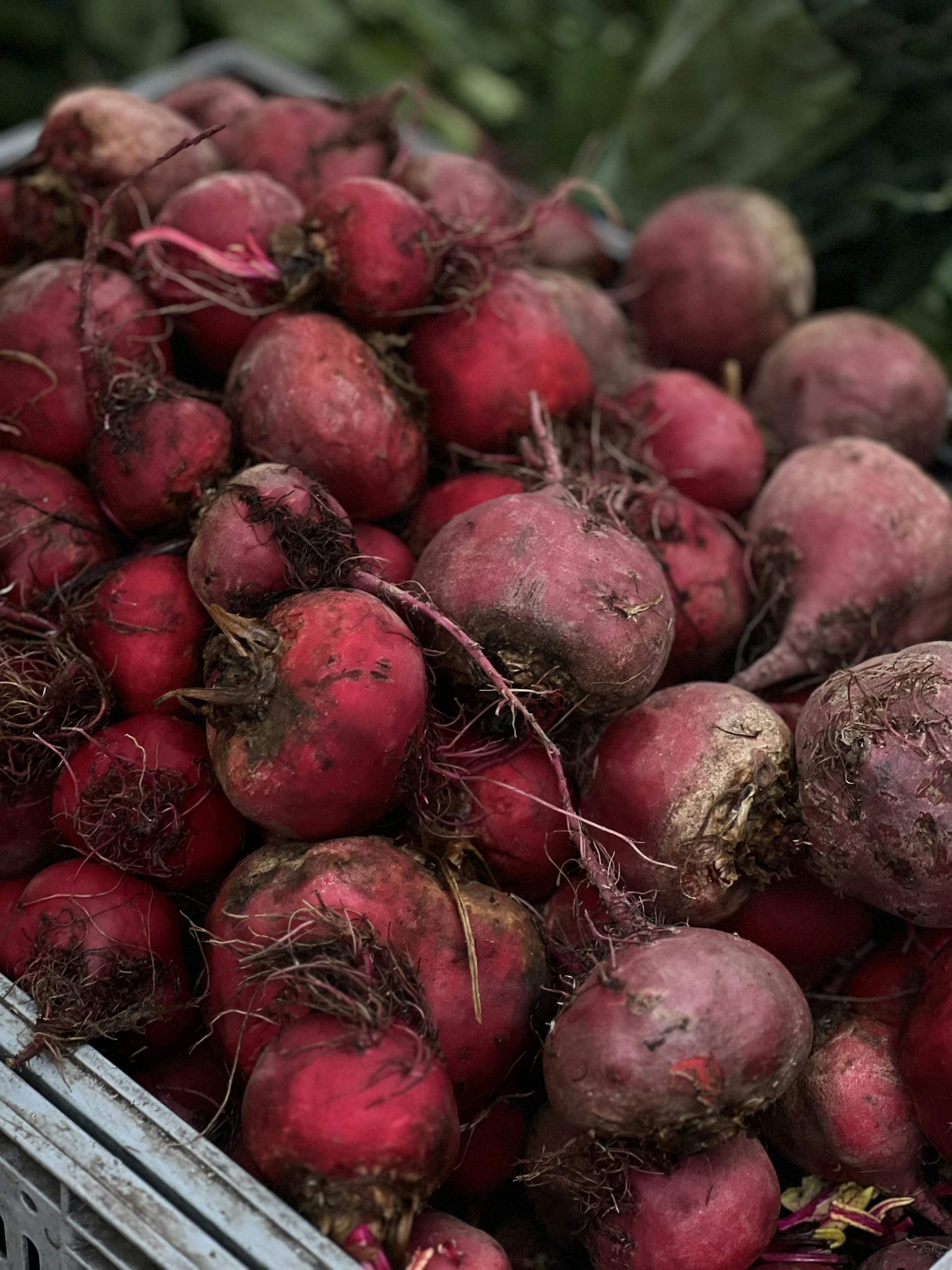 Close-up of a Pile of Beets on a Crop