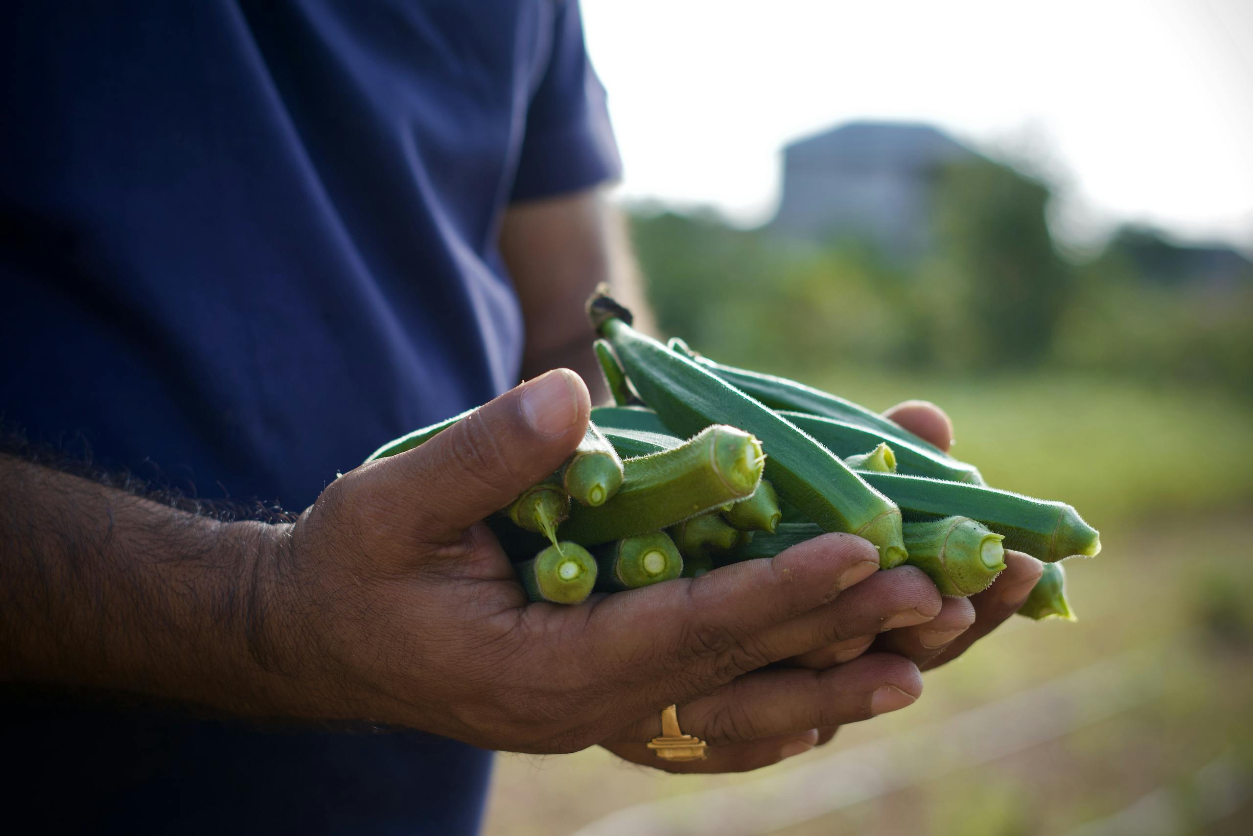 Close-Up View of a Person Holding Okras