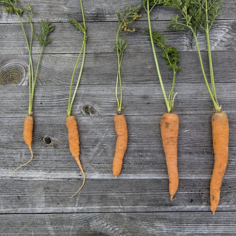 progression of carrots against a wood background