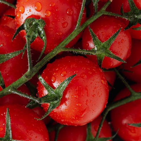 Fresh ripe red tomatoes with water drops