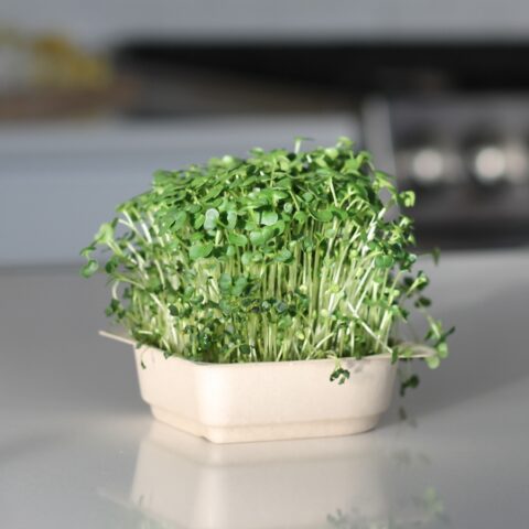 kale microgreens featured image