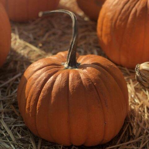 Orange Pumpkins on Hay Field