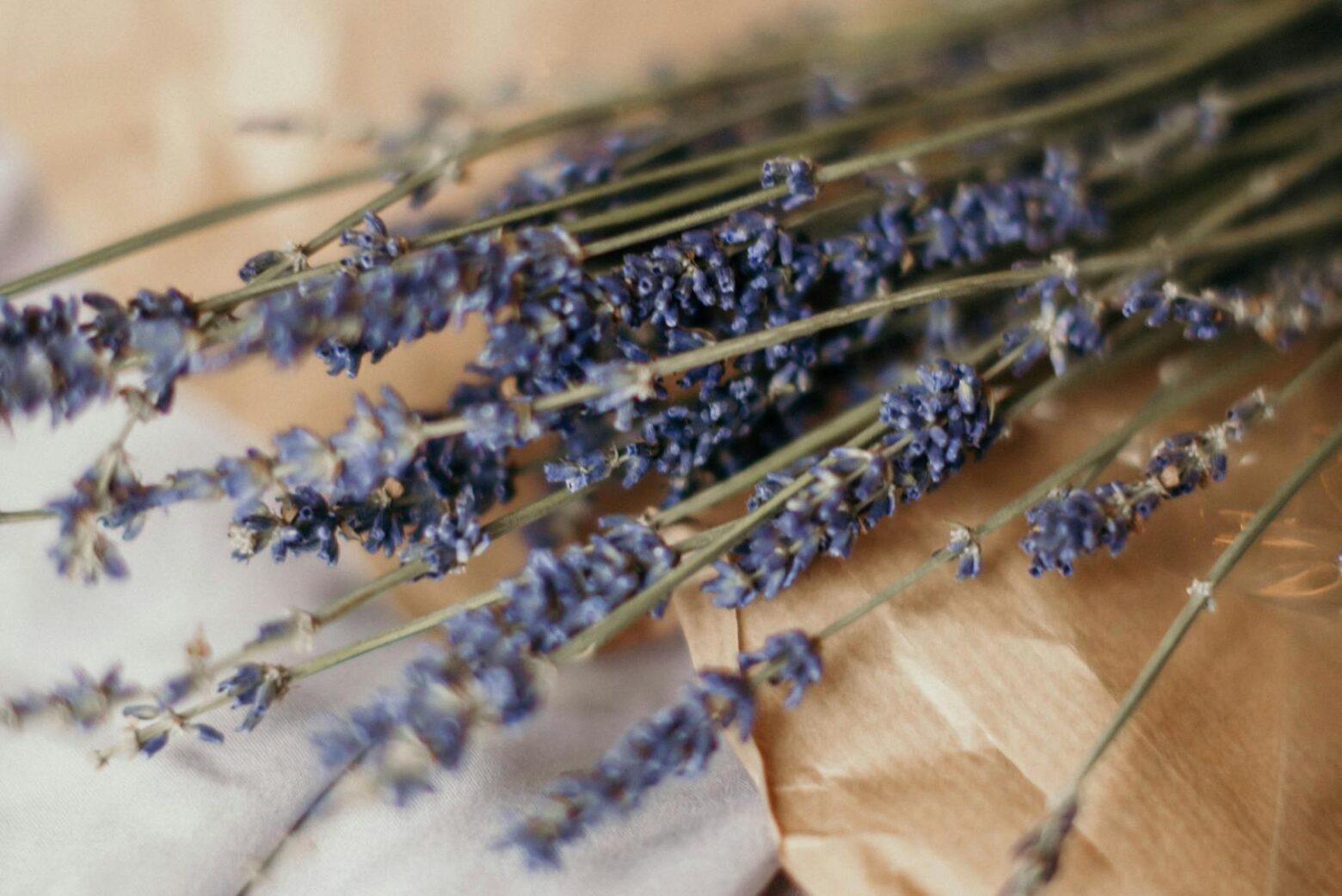 Sprigs of cut lavender