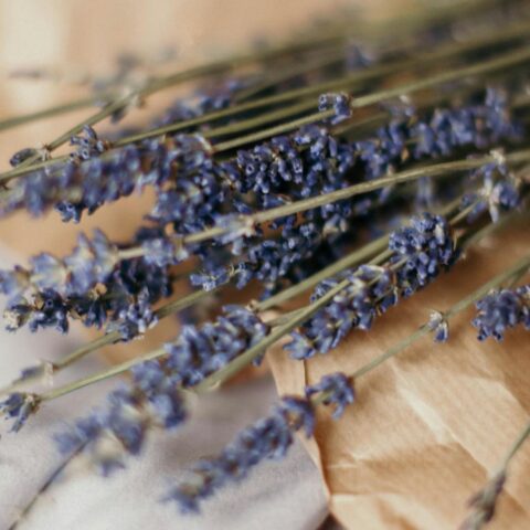 Sprigs of cut lavender