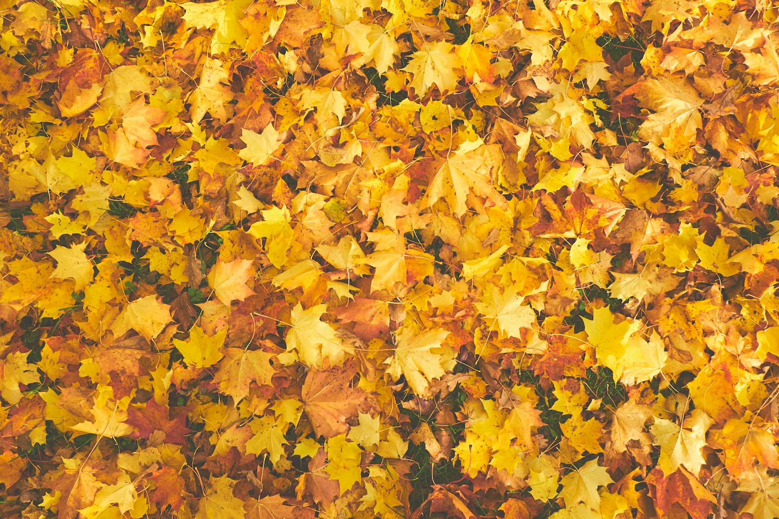 yellow maple leaves in fall