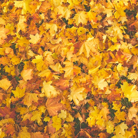 yellow maple leaves in fall