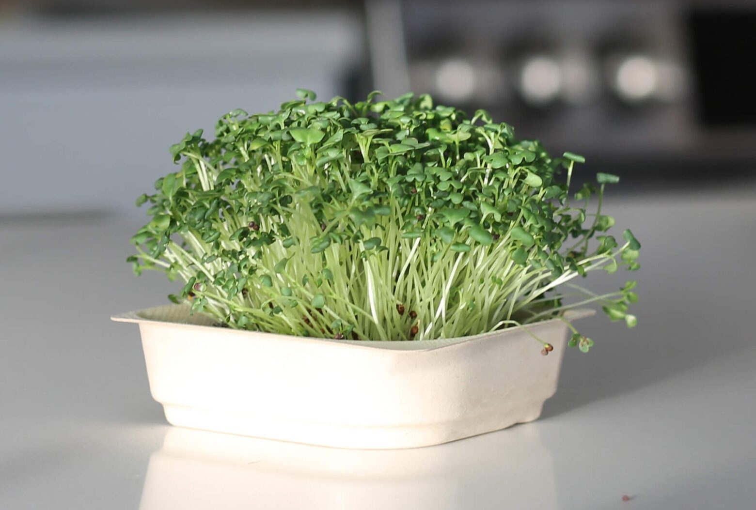 Broccoli Microgreens on the counter