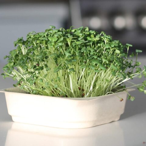 Broccoli Microgreens on the counter