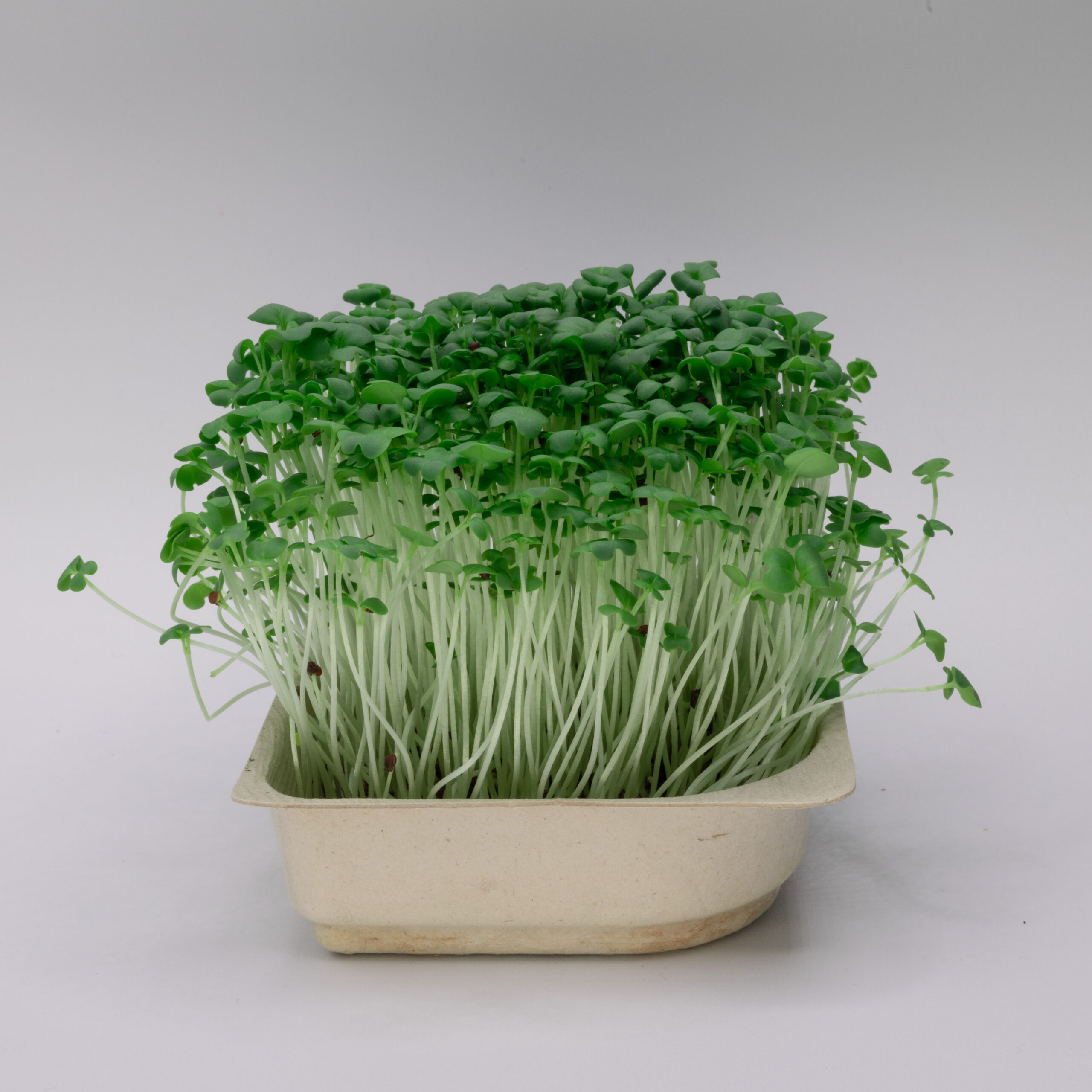 Broccoli Microgreens from a side view