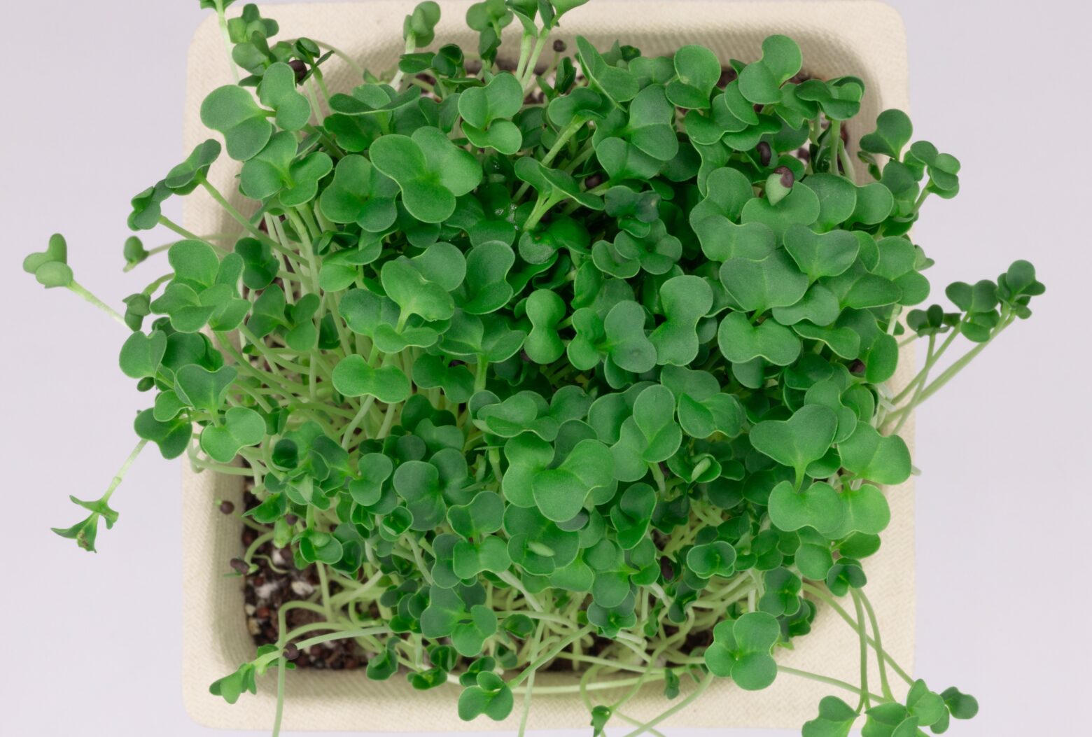 Broccoli-microgreens-birdseye-view