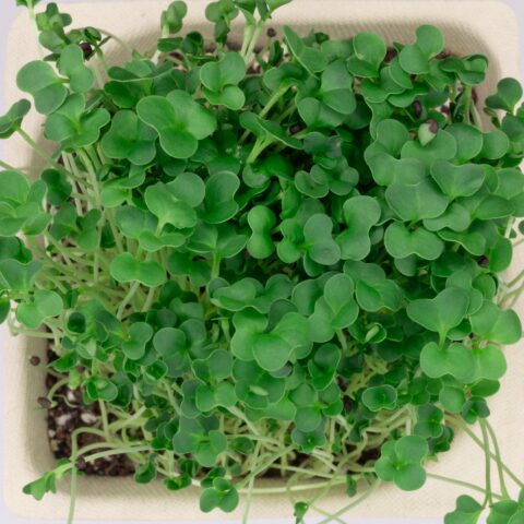 Broccoli-microgreens-birdseye-view