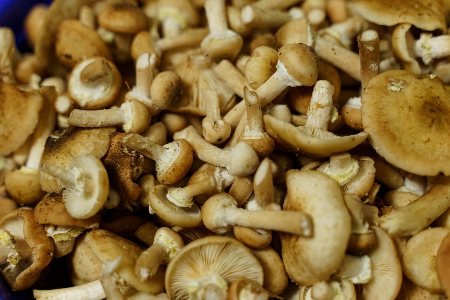 Close up photo of different types of mushrooms.